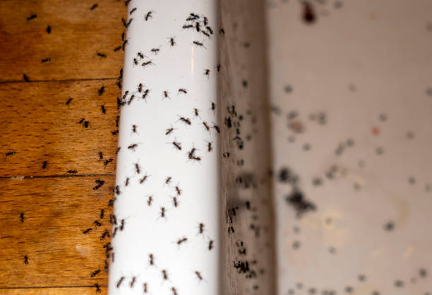 Best Exterminator Services  in North Bennington, VT