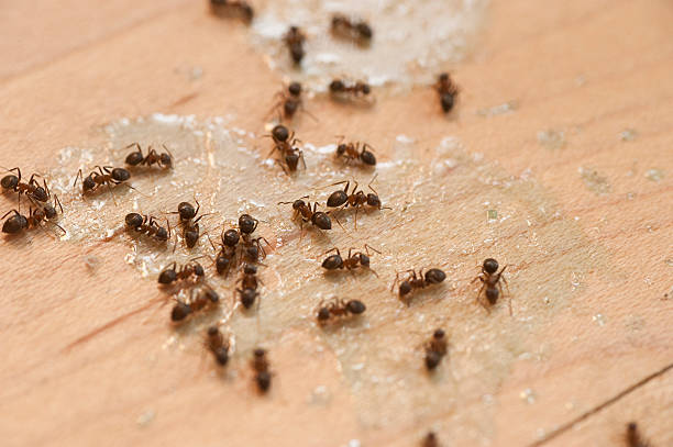 Best Commercial Pest Control Services  in North Bennington, VT