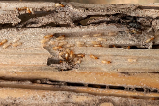Best Best Pest Control Near Me  in North Bennington, VT