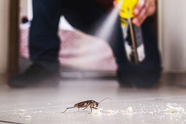 Best Pest Control Treatment  in North Bennington, VT