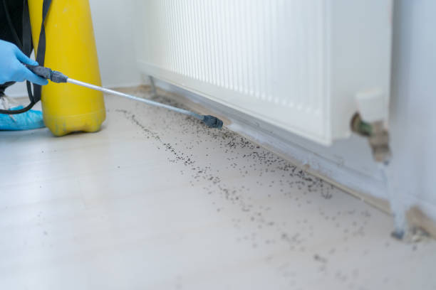 Best Flea Control Services  in North Bennington, VT